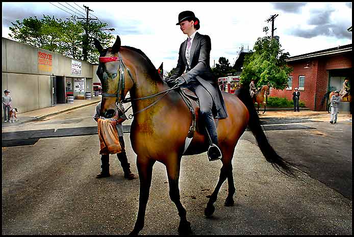 Arabian Horse Show