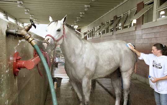 WPHC Paint Horse