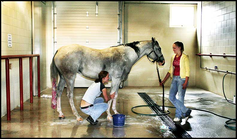 Arabian Horse Show