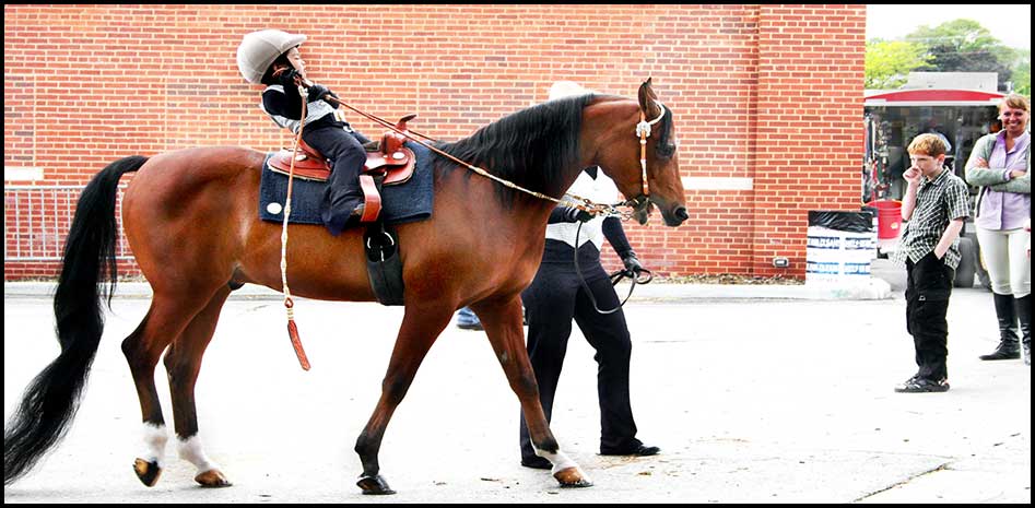 Arabian Horse Show